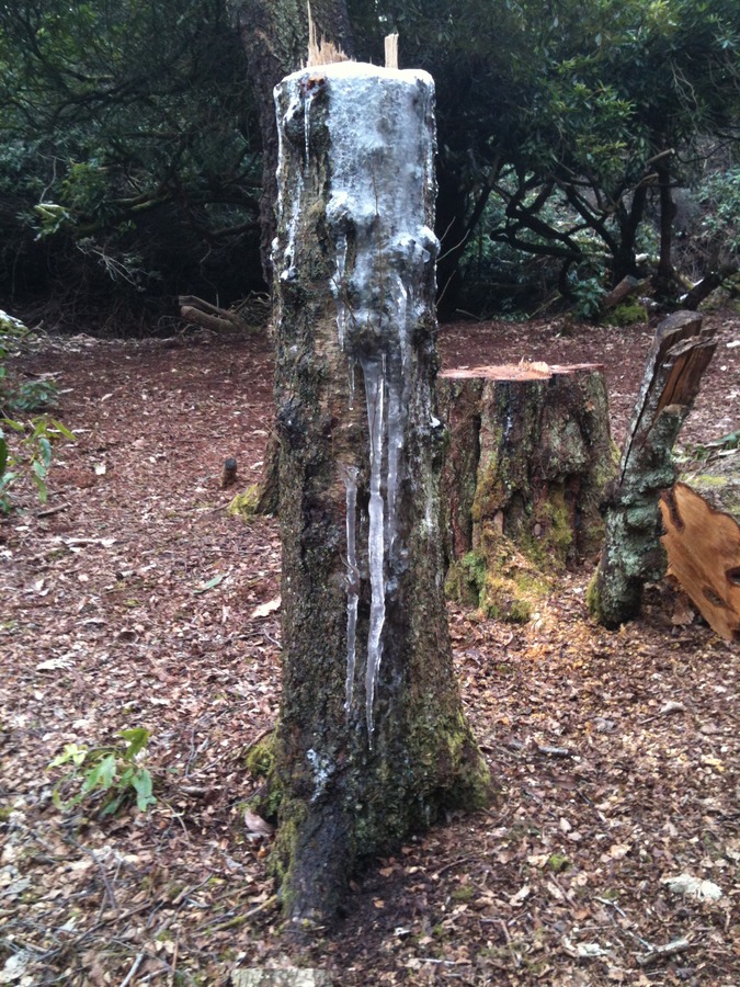 Sap Icicles (2)